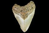 Fossil Megalodon Tooth - North Carolina #109720-1